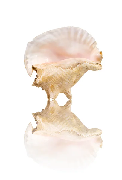 Big cockleshell and its reflection on the white surface — Stock Photo, Image