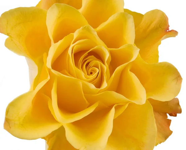 Clouse upp gul ros på vita — Stockfoto