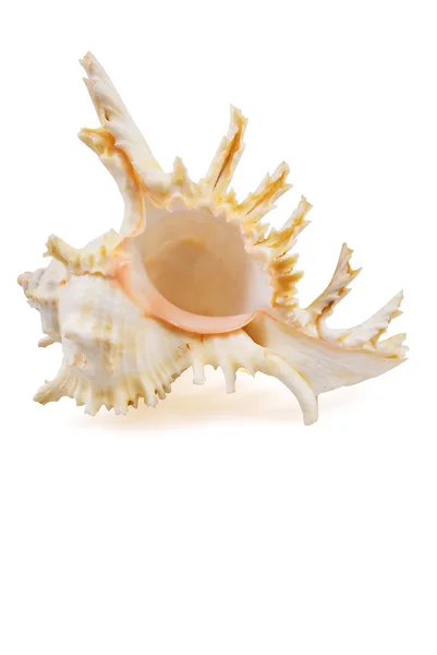 A fehér ehető szívkagyló, fehér felületre — Stock Fotó