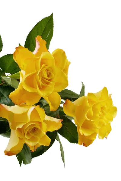 Trzy żółte róże na białym tle na białym tle — Zdjęcie stockowe