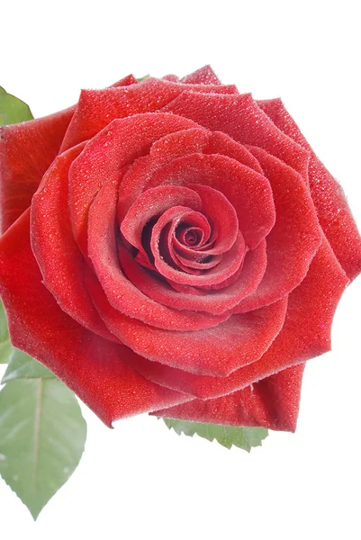 Rosa vermelha com pequenas gotas de água no branco — Fotografia de Stock