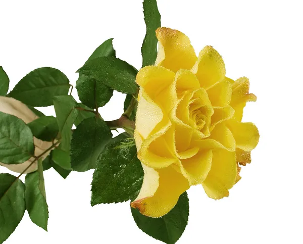 Rosa amarilla con hojas verdes sobre el fondo blanco —  Fotos de Stock