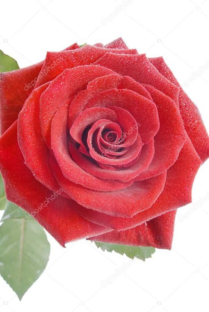 Red rose with small water drops on the white