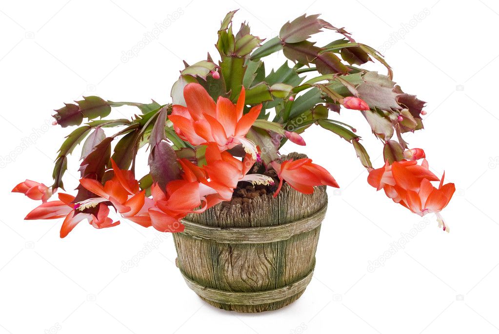 Indoor plant with red colors in a pot