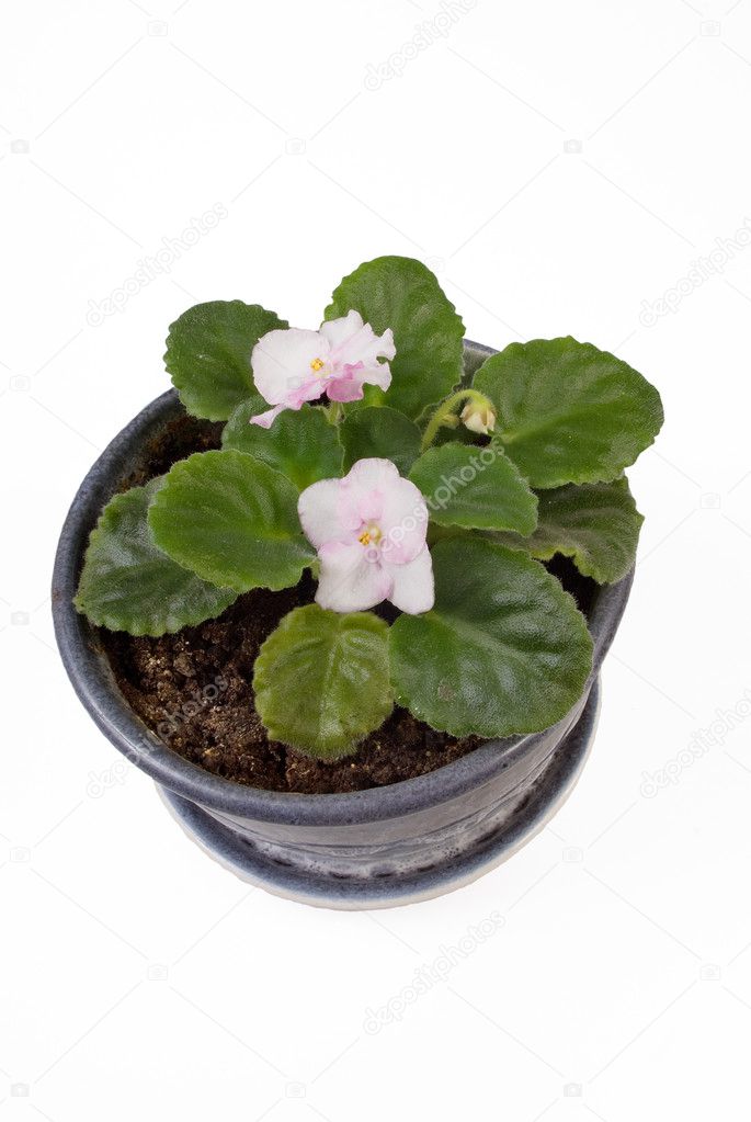 Pink flower in a pot isolated on the white