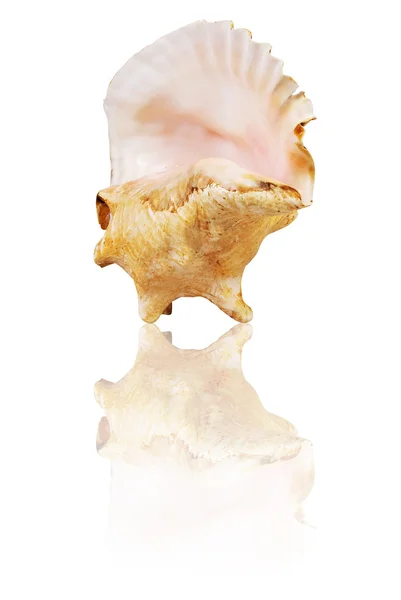 Grande cockleshell e seu reflexo na superfície branca — Fotografia de Stock
