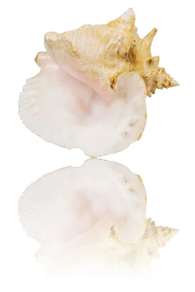 Cockleshell and its reflection on the white surface — Stock Photo, Image