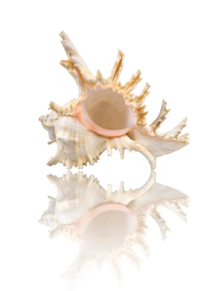 Cockleshell with reflection on the white surface — Stock Photo, Image