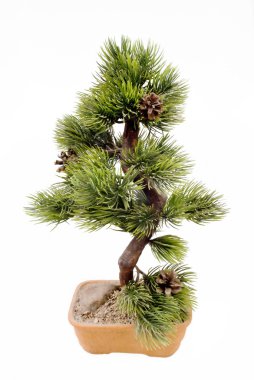 Dwarfish pine is art bonsai clipart