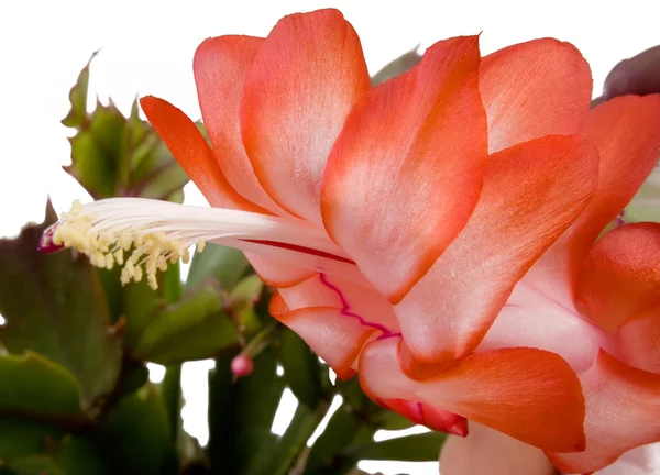 stock image Clouse up of indoor plant with red colors