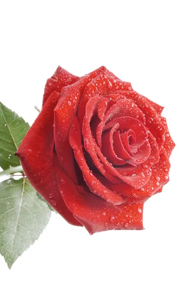 Rosa rossa con gocce d'acqua isplated sullo sfondo bianco Immagini Stock Royalty Free