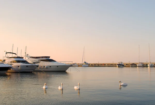 stock image Yachts and white swans in a silent bay