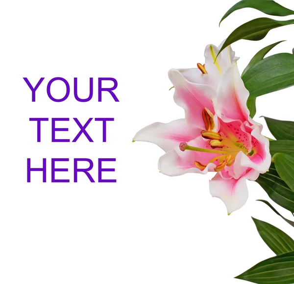 Carte pour félicitations avec orchidée de fleurs sur un blanc — Photo