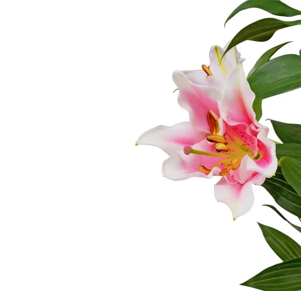 Kort för Grattis med blommor orkidé på en vit — Stockfoto