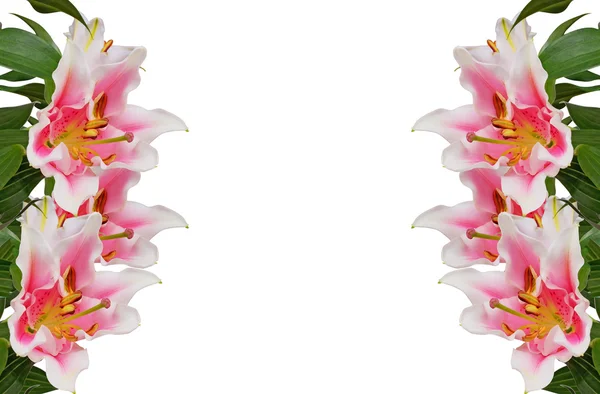 Carta con orchidea di fiori su un bianco — Foto Stock
