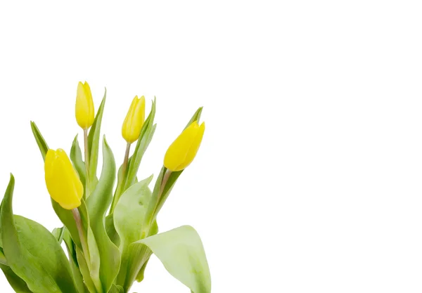 Grattis kort med de gula tulpanerna — Stockfoto