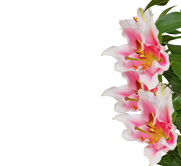 Biglietto di congratulazioni con orchidea di fiori su un bianco — Foto Stock