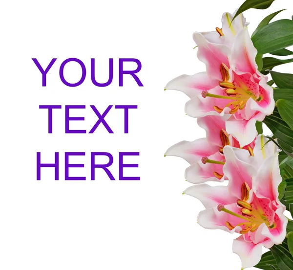 Congratulations card with flowers orchid — Stock Photo, Image