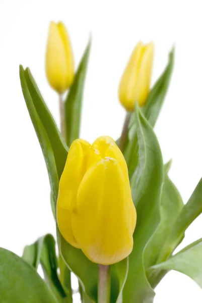 Tulipani gialli primo piano su bianco — Foto Stock