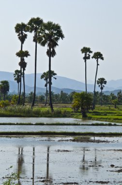 pirinç tarlaları