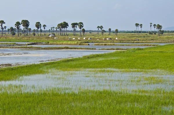 stock image Rice fields