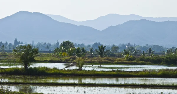 stock image Rice fields