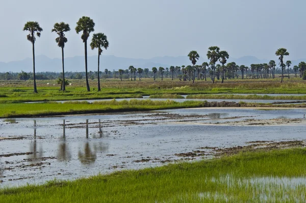 stock image Rice fields
