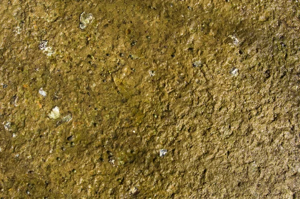 苏珊海贝壳化石滩公墓 — 图库照片