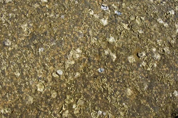 Detail Van Shell Fossiele Strand Begraafplaats Thailand — Stockfoto