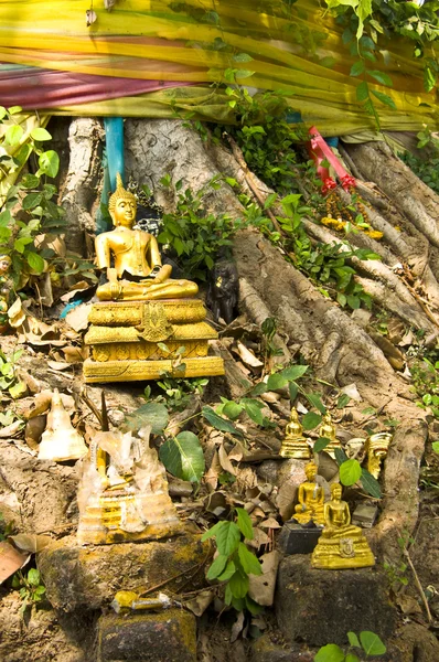 Bodhi Ağacı — Stok fotoğraf