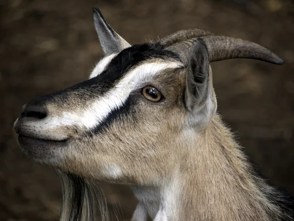 Retrato de uma cabra doméstica — Fotografia de Stock