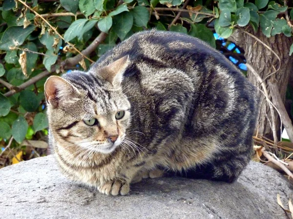 Katt på sten — Stockfoto