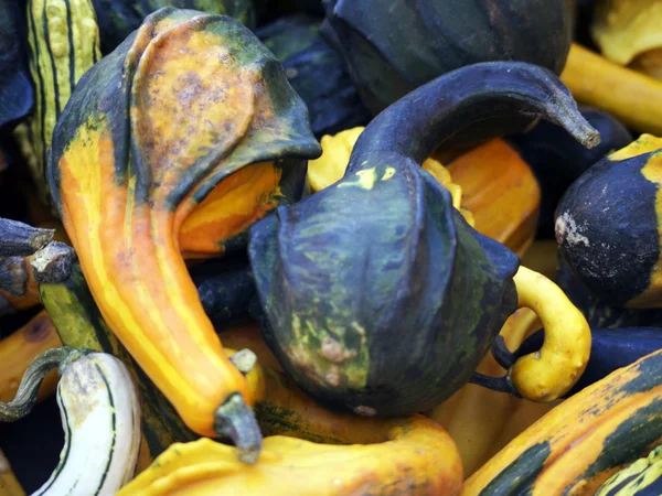 Melony, rosliny basztanowe ozdobne-kolorowe — Zdjęcie stockowe