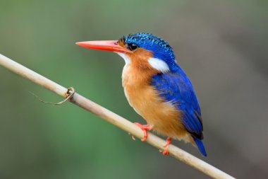 Malachite Kingfisher clipart