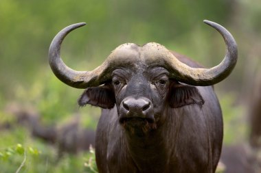 African buffalo clipart