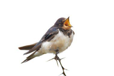 Swallow clipart