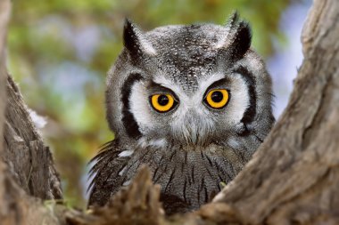 Whitefaced Owl clipart