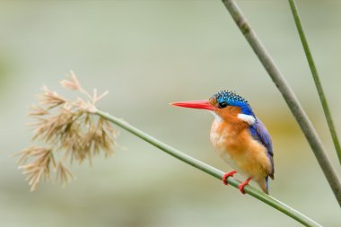 Malachite Kingfisher clipart