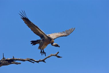 Whitebacked Vulture clipart