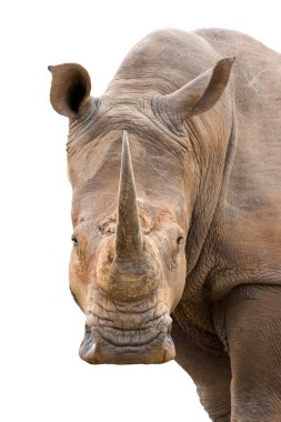 White Rhinoceros clipart