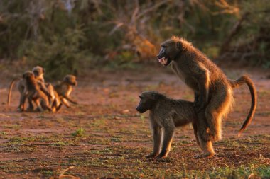 Chacma baboons clipart