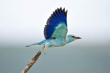 Eurasian Roller clipart