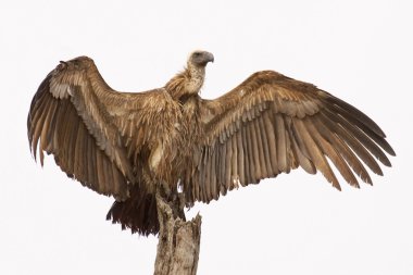 Whitebacked Vulture clipart