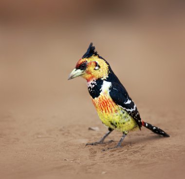 Crested barbet clipart