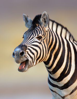 Zebra calling clipart