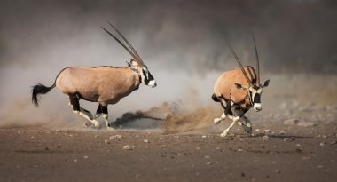 Gemsbok fighting clipart