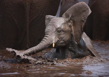 Elephant bathing clipart