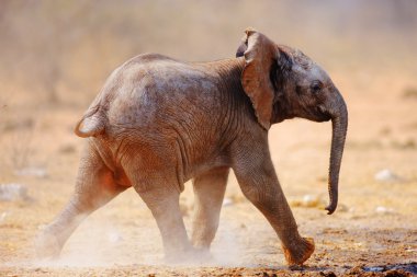 Baby elephant running clipart