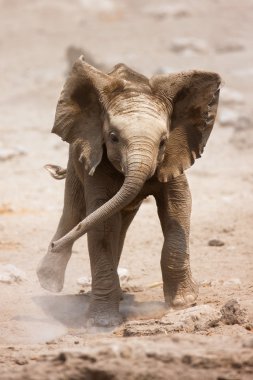 Baby elephant running clipart