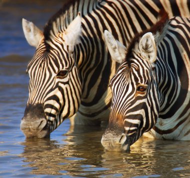 Zebras drinking close-up clipart